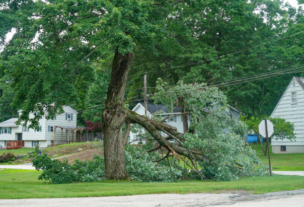 Best Firewood Processing and Delivery  in Volo, IL